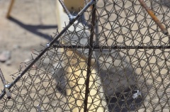Closeup of the armature, same design as the shelves.  Note that the four layers of wire each go in a different direction, and that two of them are between the rebar.  That is my patentable ferro-cement armature design.  You are seeing something that has never existed before.